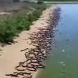 Invasão de jacarés causou pânico no Pantanal? Duvidoso (Reprodução/Twitter)